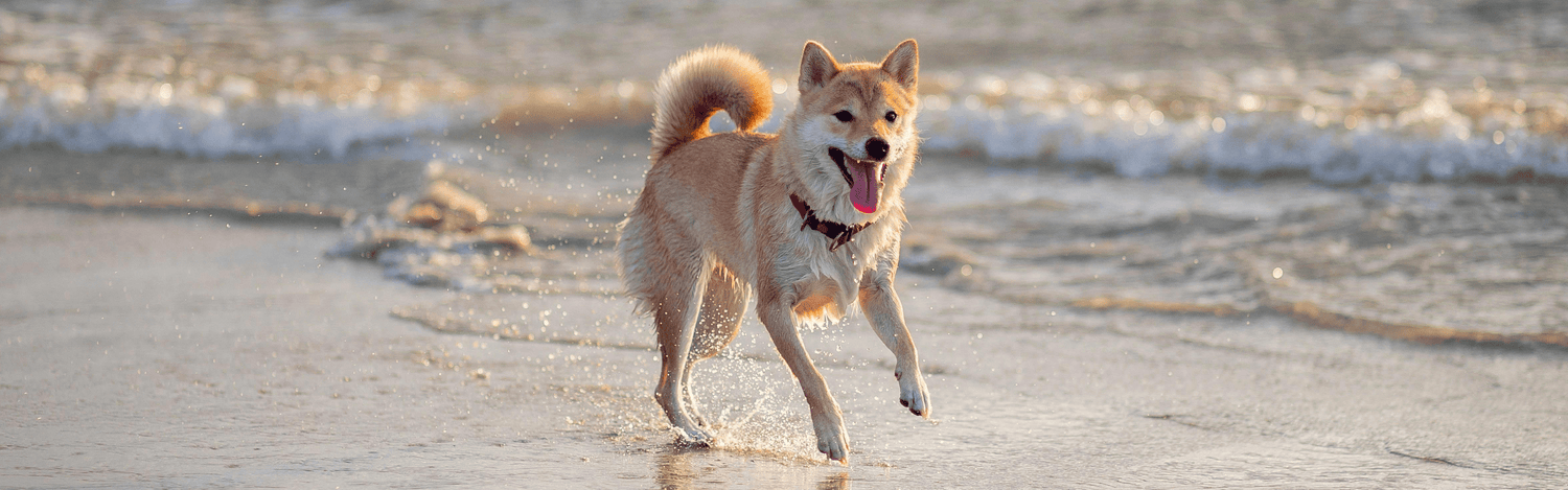 Boosting Your Dog’s Energy Naturally: How Glucanine Supports Vitality