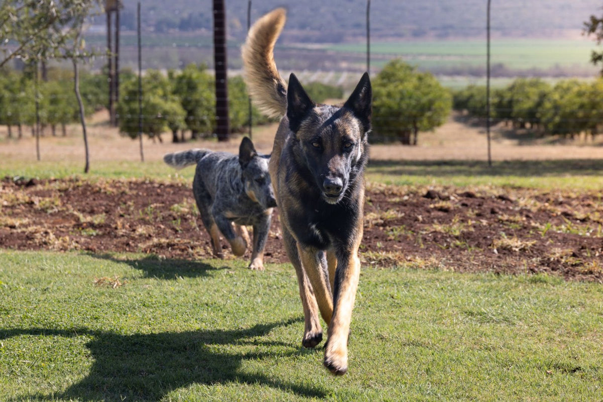 Performance Supplements for Working Dogs: 2026 Guide