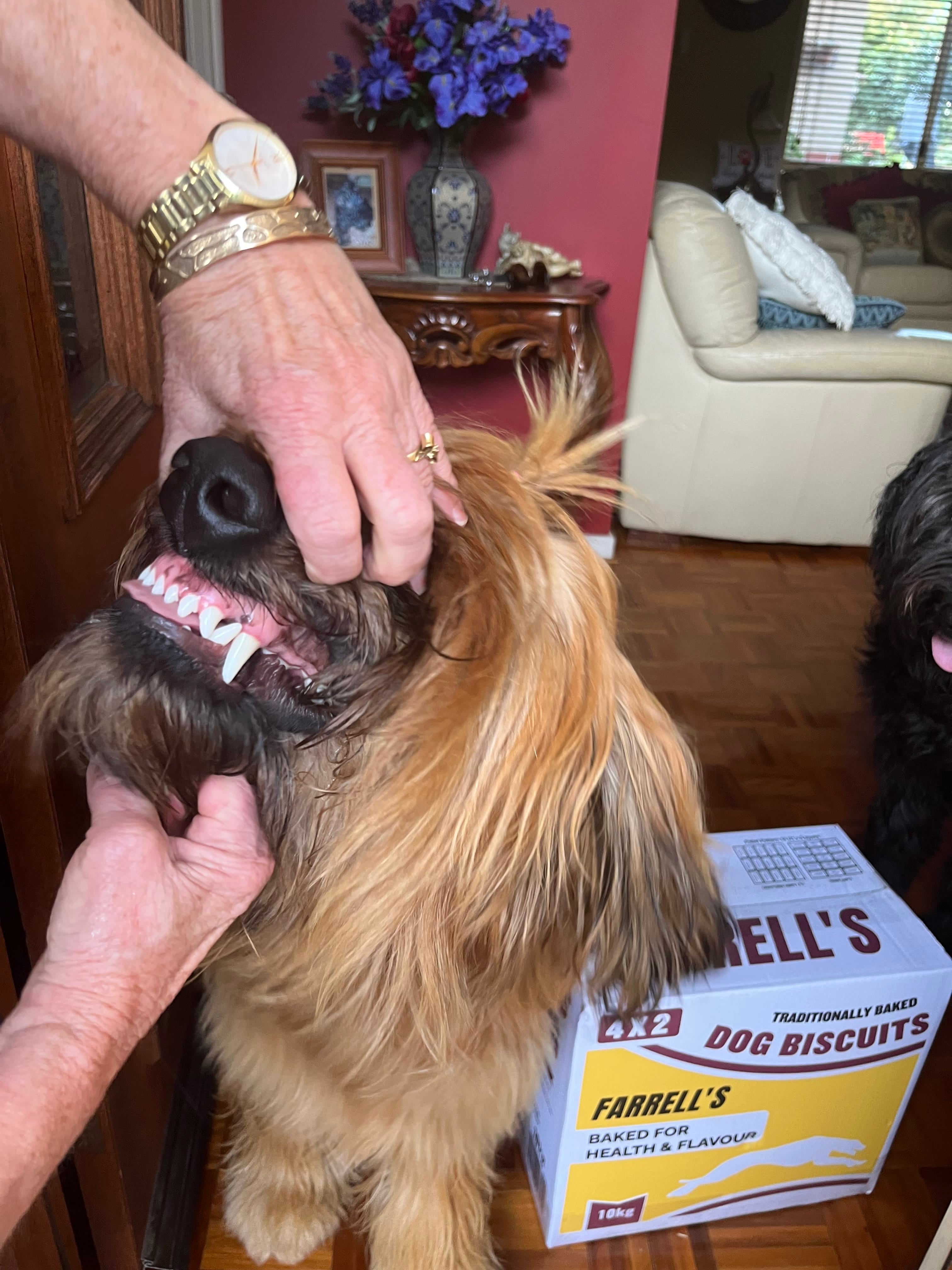 Farrell's Original 4x2 Dog Biscuits 10kg